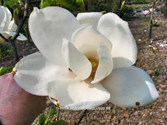 Magnolia 'Tina Durio' - Sierboom - Hortus Conclusus  - 10