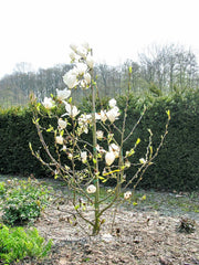 Magnolia 'Tina Durio' - Sierboom - Hortus Conclusus  - 11