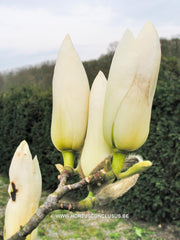 Magnolia 'Tina Durio' - Sierboom - Hortus Conclusus  - 12