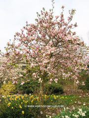 Magnolia 'Todd Gresham' - Sierboom - Hortus Conclusus  - 2