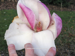 Magnolia 'Todd Gresham' - Sierboom - Hortus Conclusus  - 3