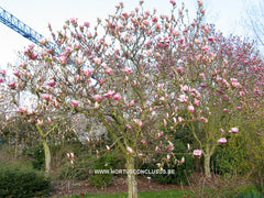 Magnolia 'Todd Gresham' - Sierboom - Hortus Conclusus  - 4