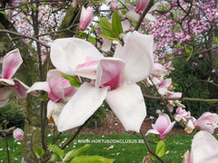Magnolia 'Todd Gresham' - Sierboom - Hortus Conclusus  - 5