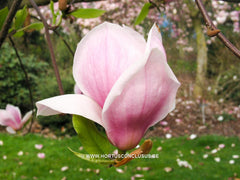 Magnolia 'Todd Gresham' - Sierboom - Hortus Conclusus  - 6