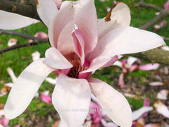 Magnolia 'Tonia' - Sierboom - Hortus Conclusus  - 1