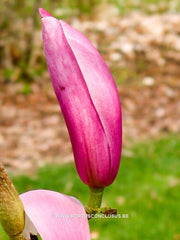 Magnolia 'Tonia' - Sierboom - Hortus Conclusus  - 2