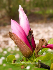 Magnolia 'Tonia' - Sierboom - Hortus Conclusus  - 3