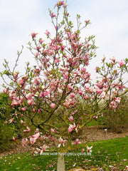 Magnolia 'Tonia' - Sierboom - Hortus Conclusus  - 4