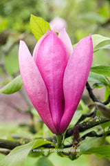 Magnolia 'Tonia' - Sierboom - Hortus Conclusus  - 6