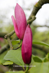 Magnolia 'Tonia' - Sierboom - Hortus Conclusus  - 7