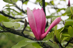 Magnolia 'Tonia' - Sierboom - Hortus Conclusus  - 8