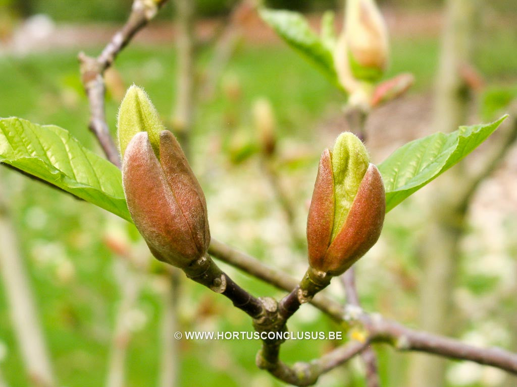 Magnolia 'Tranquility' - Sierboom - Hortus Conclusus  - 1