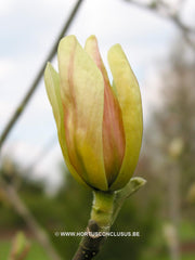 Magnolia 'Tranquility' - Sierboom - Hortus Conclusus  - 4