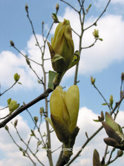 Magnolia 'Tranquility' - Sierboom - Hortus Conclusus  - 5