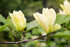 Magnolia 'Tranquility' - Sierboom - Hortus Conclusus  - 6