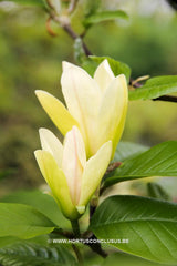 Magnolia 'Tranquility' - Sierboom - Hortus Conclusus  - 7