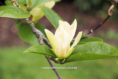 Magnolia 'Tranquility' - Sierboom - Hortus Conclusus  - 8