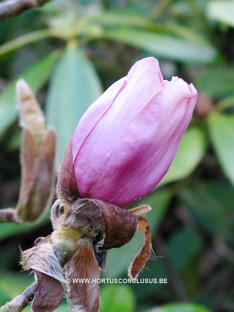 Magnolia 'Vulcan' - Sierboom - Hortus Conclusus  - 1