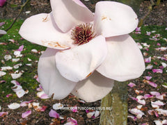 Magnolia 'Vulcan' - Sierboom - Hortus Conclusus  - 2