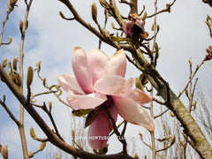 Magnolia 'Vulcan' - Sierboom - Hortus Conclusus  - 3