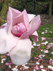Magnolia 'Vulcan' - Sierboom - Hortus Conclusus  - 4