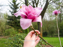 Magnolia 'Vulcan' - Sierboom - Hortus Conclusus  - 5