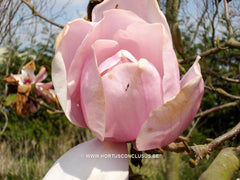 Magnolia 'Vulcan' - Sierboom - Hortus Conclusus  - 7