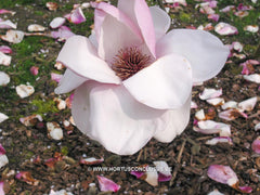 Magnolia 'Vulcan' - Sierboom - Hortus Conclusus  - 8