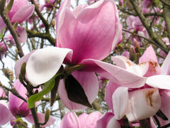 Magnolia 'Vulcan' - Sierboom - Hortus Conclusus  - 9