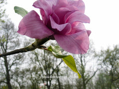 Magnolia 'Vulcan' - Sierboom - Hortus Conclusus  - 10