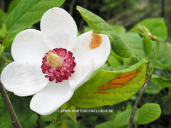 Magnolia wilsonii - Sierboom - Hortus Conclusus  - 1