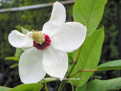 Magnolia wilsonii - Sierboom - Hortus Conclusus  - 2