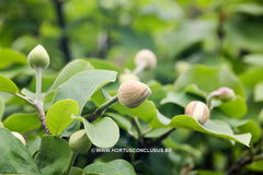 Magnolia wilsonii - Sierboom - Hortus Conclusus  - 3