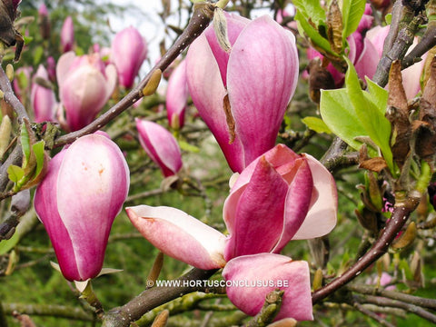 Magnolia 'Winelight'