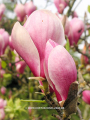 Magnolia 'Winelight' - Heester - Hortus Conclusus  - 2