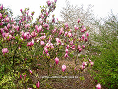 Magnolia 'Winelight' - Heester - Hortus Conclusus  - 3