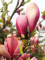 Magnolia 'Winelight' - Heester - Hortus Conclusus  - 4