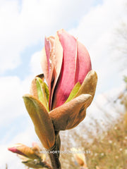 Magnolia x brooklynensis 'Eva Maria' - Sierboom - Hortus Conclusus  - 1