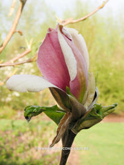 Magnolia x brooklynensis 'Eva Maria' - Sierboom - Hortus Conclusus  - 2