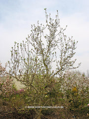 Magnolia x brooklynensis 'Eva Maria' - Sierboom - Hortus Conclusus  - 3