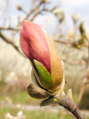 Magnolia x brooklynensis 'Eva Maria' - Sierboom - Hortus Conclusus  - 4
