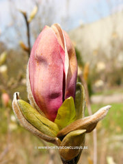 Magnolia x brooklynensis 'Eva Maria' - Sierboom - Hortus Conclusus  - 5