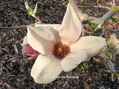 Magnolia x brooklynensis 'Eva Maria' - Sierboom - Hortus Conclusus  - 6