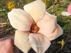 Magnolia x brooklynensis 'Eva Maria' - Sierboom - Hortus Conclusus  - 7
