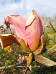 Magnolia x brooklynensis 'Eva Maria' - Sierboom - Hortus Conclusus  - 8