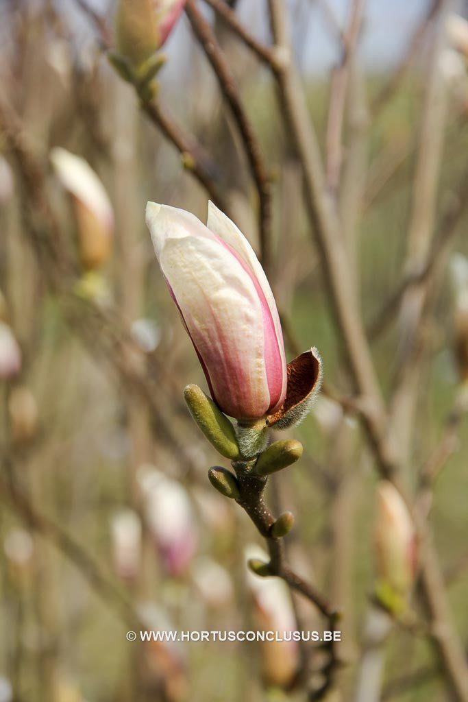 Magnolia x brooklynensis 'Hattie Carthan' - Sierboom - Hortus Conclusus  - 1