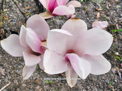 Magnolia x brooklynensis 'Hattie Carthan' - Sierboom - Hortus Conclusus  - 2