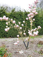 Magnolia x brooklynensis 'Hattie Carthan' - Sierboom - Hortus Conclusus  - 3