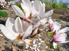 Magnolia x brooklynensis 'Hattie Carthan' - Sierboom - Hortus Conclusus  - 4