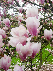 Magnolia x brooklynensis 'Hattie Carthan' - Sierboom - Hortus Conclusus  - 5